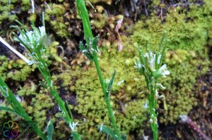 arabis hirsuta (2)